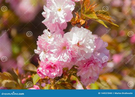 A Flowering Kwanzan Cherry Tree in Springtime with Blossoms. Stock Photo - Image of pink ...