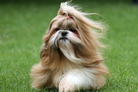 Gold Shih Tzu: A Guide To Shih Tzu Colors And Coat Care