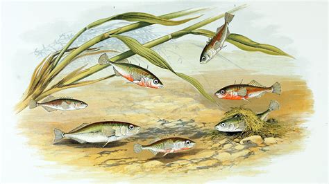 Speciation and the Threespine Stickleback | NSTA