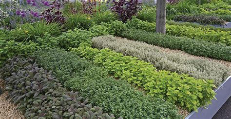 How to start your own herb garden | LOCAL Life | Hilton Head Island & Bluffton