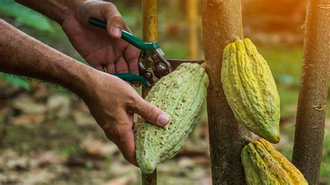 Understanding Cacao Pollination – ERND Snacks