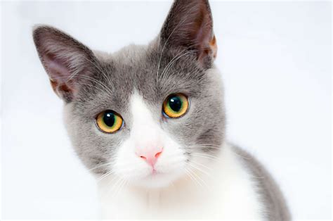 white and gray cat | Shaker Heights Animal Hospital