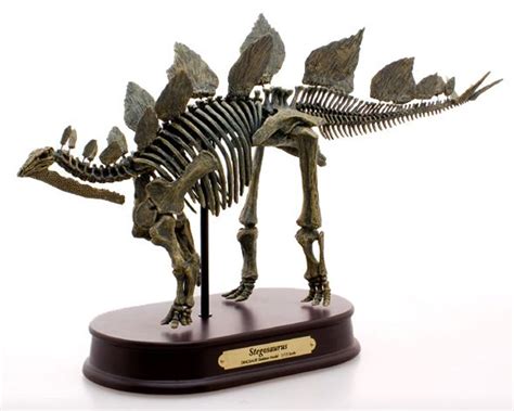 Stegosaurus Skeleton by Favorite - Dan's Dinosaurs
