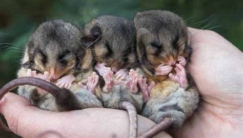 Nourishing the Mountain Pygmy Possums - ABC Melbourne