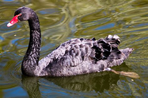 Wild Swans Photography – I share with you beautiful rare moments ...