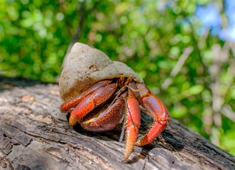 Fun Names for Pet Hermit and Fiddler Crabs