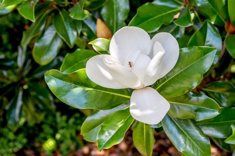 12 Common Species of Magnolia Trees and Shrubs