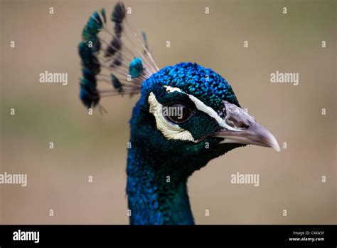 A Peacock calling Stock Photo - Alamy