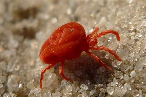 Images Of Tiny Red Bugs : Insect and Bug ID forum: Tiny red/black ...