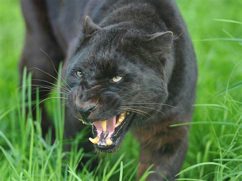 Black Panther Roar