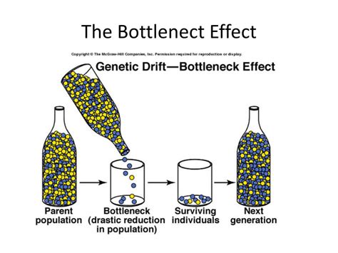 PPT - Genetic Drift, Founder Effect, Bottleneck Effect. PowerPoint ...