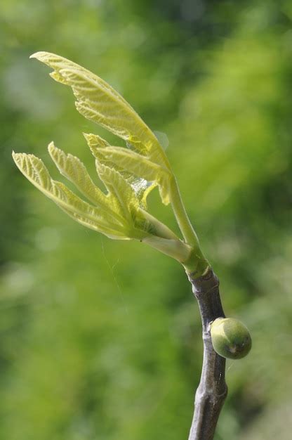 Premium Photo | Fig tree in spring