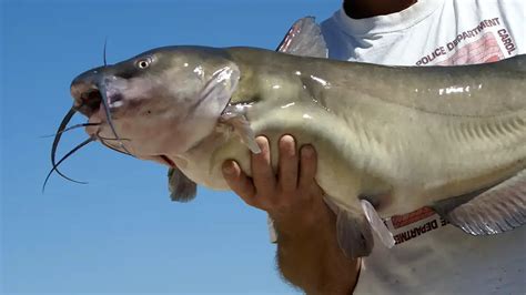 Channel Catfish: The Species Guide - Wired2Fish