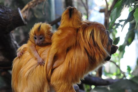 Golden Lion Tamarin Leontopithecus rosalia rosalia (5) | Flickr