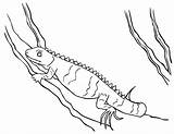 Iguana Coloring Pages For Kids sketch template
