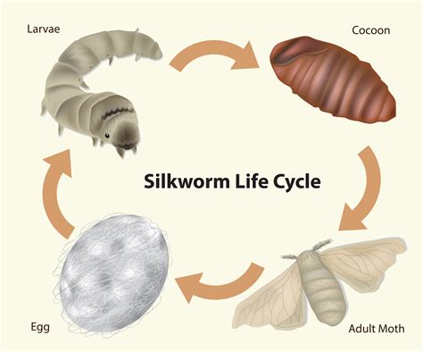 - Everything Silkworms