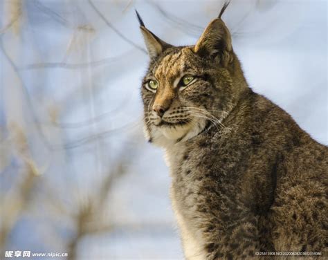 猞猁摄影图__野生动物_生物世界_摄影图库_昵图网nipic.com