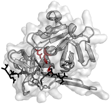 Protease | Medical silver