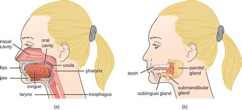 23.4: Anatomy and Normal Microbiota of the Digestive System - Biology ...