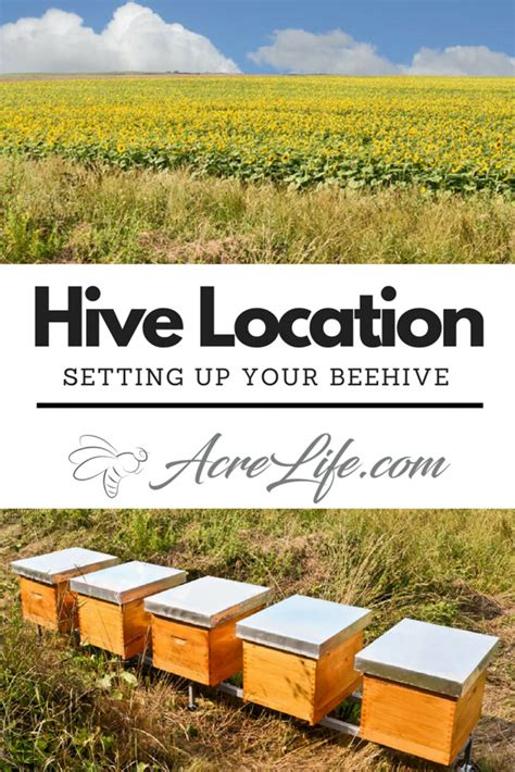 Where Do I Place The Hive?