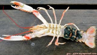 Nephrops norvegicus (langoustine commune)