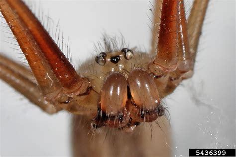 cellar spiders (Genus Pholcus)