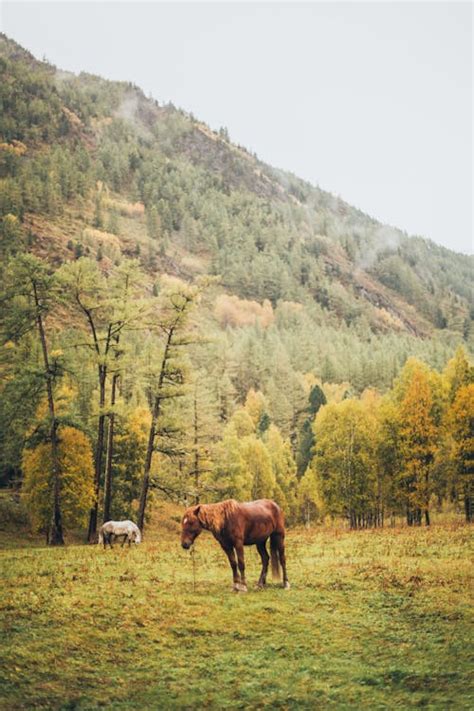 Brown Horse on Grass Field · Free Stock Photo