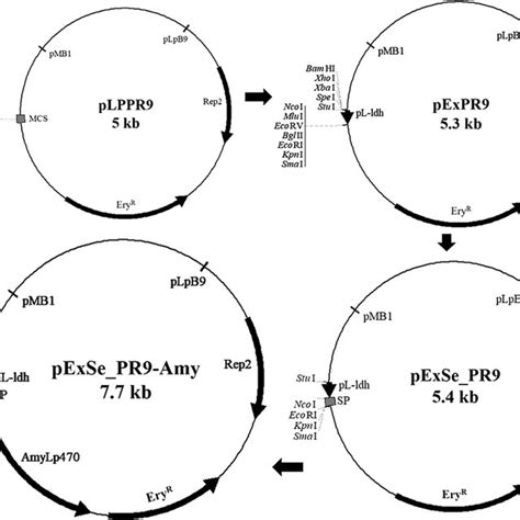 Plasmid maps of a new series of expression and secretion vectors. The... | Download Scientific ...