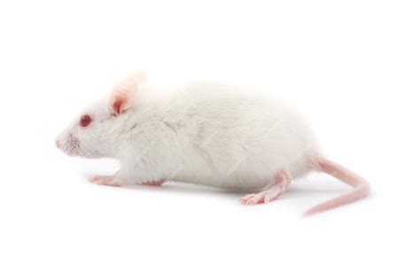 Premium Photo | White rat on white isolated