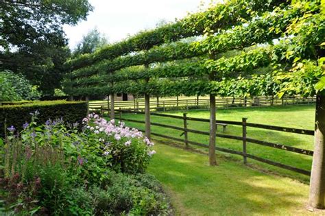 Espalier Trees for Every Garden | Garden Design