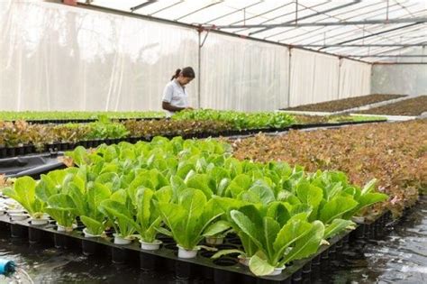 Know the Greenhouse Crops That Will Bring Larger Profits