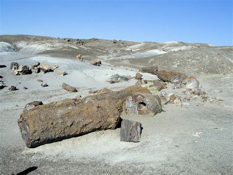 JessStryker.com: Numerous Petrified Logs