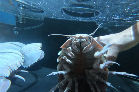 Florida Keys Tarpon Feeding Experience at Marathon Aquarium Park