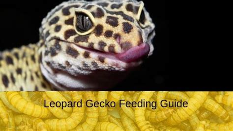 Leopard Gecko Feeding Guide – Leopard Gecko Habitat