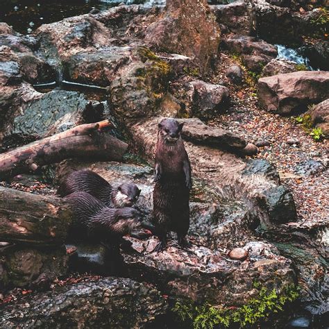 Exploring the Fascinating Otter Habitat: A Peek into their Aquatic World