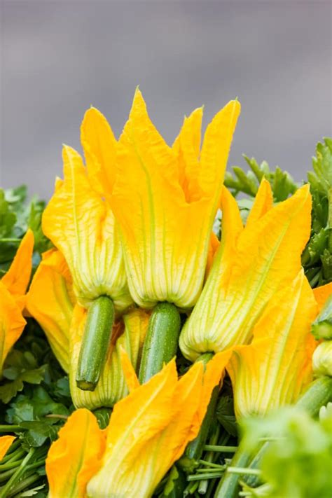 What You Need to Know About Squash Blossoms, the Flower We Love to Fry | Kitchn