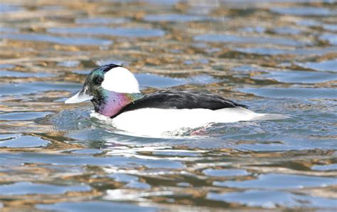 Bufflehead Duck - Thru Our Eyes Photography | Linton Wildlife Photos