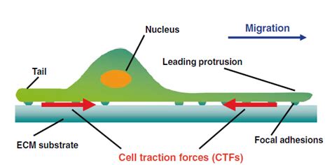 Traction Force Microscopy for cell interaction with extracellular matrix