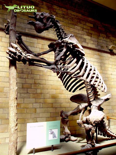 Megatherium Skeleton #01_lituo animatronic dinosaurs manufacturer