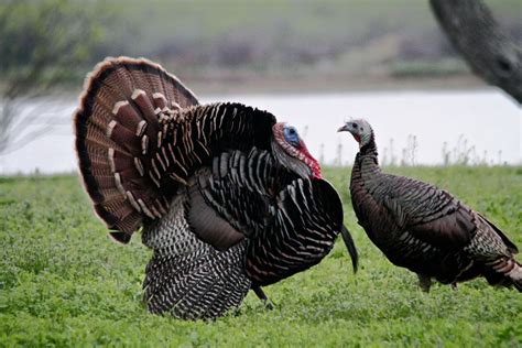 Rio Grande turkeys at Buffalo Lake Refuge | FWS.gov