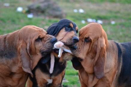 Activities to Enjoy with your Bloodhound | American Bloodhound Club