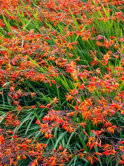 Image Montbretia (Crocosmia x crocosmiiflora) - 416082 - Images of Plants and Gardens - botanikfoto