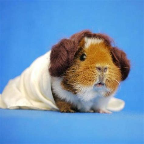 Costumes for Guinea Pigs