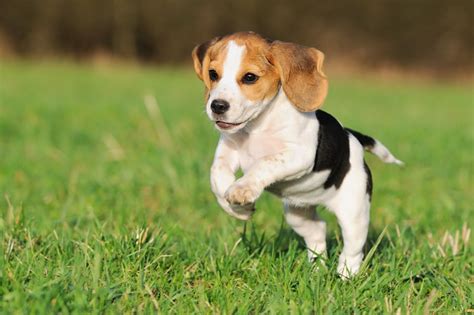 Beagle Breed Guide - Learn about the Beagle.