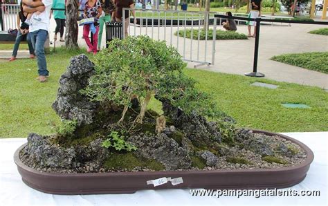 Penjing / Landscape Bonsai | Bonsai, Bonsai tree, Bonsai garden