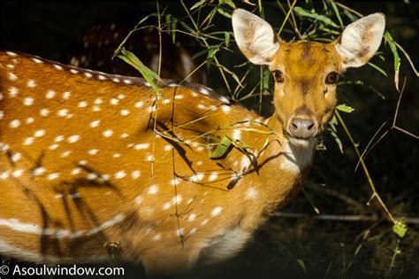 Explore the Wildlife Sanctuaries in Coorg - A Soul Window