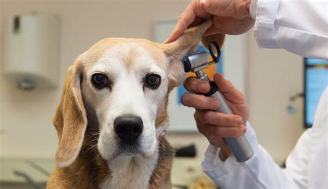 Pet health care costs can top human medical bills, new report on cat and dog insurance shows ...