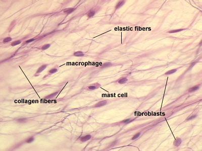 Loose Connective Tissue - Areolar | Basic anatomy and physiology, Loose connective tissue, Human ...