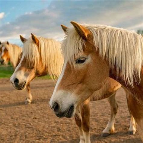 What is the temperament of a Haflinger? - DIY Seattle