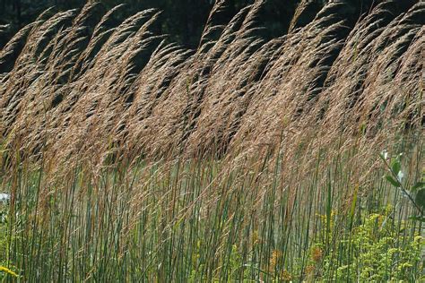 17 Native Grasses of Kentucky